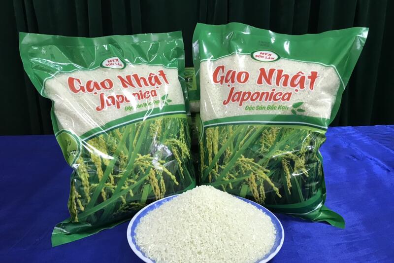 Gạo Nhật Japonica